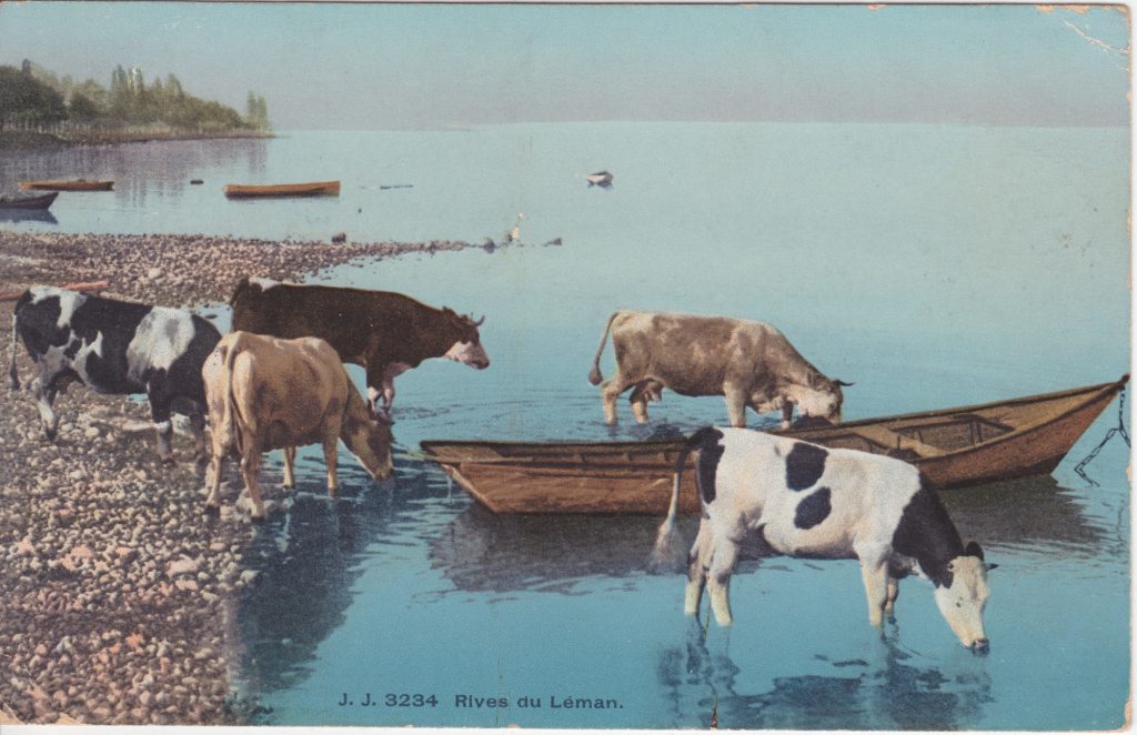 1908 Vaches s’abreuvant dans le Léman